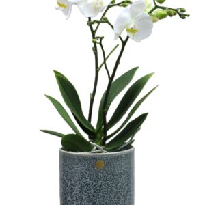 Orchidee Mal was Tropisches