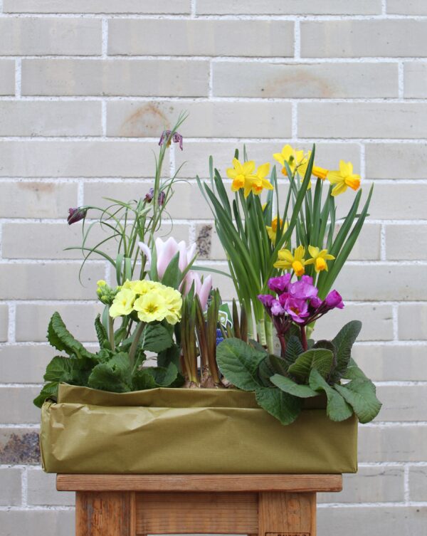 Viele Frühlingspflanzen fühlen sich sowohl im Beet als auch im Topf wohl. Dazu zählen Tulpen, Narzissen, Primeln und Vergissmeinnicht – echte Klassiker, die immer wieder für Begeisterung sorgen. Diese Blumen sind robust und pflegeleicht, sodass Sie wenig Aufwand damit haben und die traumhafte Blütenpracht einfach genießen können. Unser Tipp: Kaufen Sie Frühlingsblumen im Topf und platzieren Sie sie auf Ihrer Terrasse oder Ihrem Balkon.