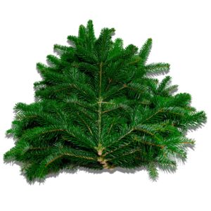 Nordmanntanne im Bund