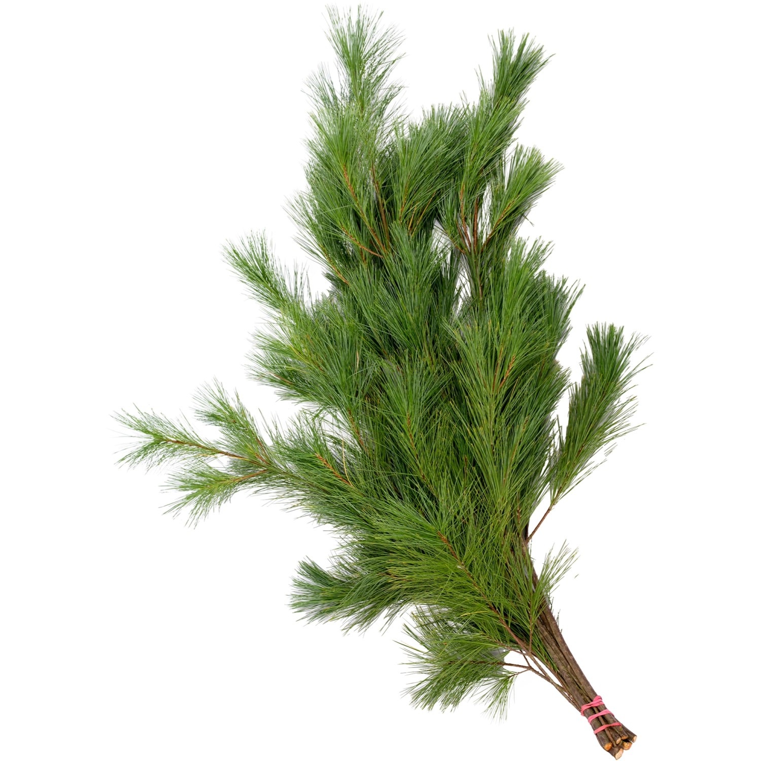 Seidenkiefer im Bund