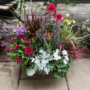 Herbstzauber-Pflanzschale „Naturromantik“ – Farbenpracht für Balkon & Terrasse Bringen Sie stimmungsvolle Lebendigkeit in die goldene Jahreszeit! Unsere exklusive Herbst-Pflanzschale „Naturromantik“ vereint eine meisterhaft abgestimmte Auswahl an Strukturpflanzen, eleganten Gräsern und leuchtenden Dauerblühern. Dieses opulente Arrangement setzt stilvolle Akzente vor Ihrer Haustür, auf der Terrasse oder dem Balkon und trotzt der kühleren Jahreszeit mit ausdauernder Schönheit. ✨ Das erwartet Sie: • Floristisches Meisterwerk: Von Experten handbepflanzt für eine harmonische Höhenstaffelung und perfekte Farbdynamik. • Lebendige Farbkontraste: Tiefes Purpurrot trifft auf leuchtendes Pink, sanftes Violett und elegantes Weiß. • Spannende Texturen: Das filigrane Zusammenspiel aus zarten Gräsern, samtigen Blättern und markanten Blütenformen sorgt für einen echten Blickfang. 🌸 Die harmonische Pflanzenkomposition im Detail: • Der imposante Mittelpunkt: Prachtvoller Roter Sonnenhut (Echinacea) und tiefvioletter Ziersalbei ziehen alle Blicke auf sich. • Die Herbstklassiker: Farbenfrohe Chrysanthemen in sattem Weinrot sorgen für ein dichtes Blütenmeer auf der linken Seite. • Die eleganten Begleiter: Zartes, weißes Alpenveilchen (Cyclamen) und leuchtende Knospenheide setzen frische Akzente. • Die Strukturgeber: Das silbrig-samtene Aschenkraut (Cineraria), dunkles Ziergras und ein hell gestreiftes Chinaschilf verleihen dem Arrangement Bewegung, Fülle und moderne Eleganz. 📋 Produkteigenschaften & Pflegehinweise: • Standort: Ideal für sonnige bis halbschattige Plätze im geschützten Außenbereich. • Pflege: Pflegeleicht und langlebig. Mäßig gießen, Staunässe vermeiden. Verblühtes regelmäßig auszupfen, um die Knospenbildung zu fördern. • Haltbarkeit: Viele der enthaltenen Komponenten sind witterungsbeständig und erfreuen Sie bei milder Witterung bis weit in den Winter hinein. • Gefäß: Hochwertige, standfeste Pflanzschale mit optimalem Wasserabzug (Lieferung inklusive Pflanzung). Verwandeln Sie Ihren Außenbereich in eine herbstliche Wohlfühloase – bestellen Sie Ihre Schale noch heute!