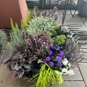Herbstlicher Pflanzzauber „Oktoberfeuer“ – Farbenpracht für Balkon & Terrasse Bringen Sie leuchtende Farben in die graue Jahreszeit! Unsere liebevoll zusammengestellte Herbstschale vereint die schönsten Facetten der Spätsommer- und Herbstflora in einem harmonischen Arrangement. Mit einem perfekt abgestimmten Mix aus leuchtenden Blüten und Struktur gebenden Blattschmuckpflanzen verwandelt dieses Gesteck jeden Hauseingang, Balkon oder Terrassentisch in eine stimmungsvolle Wohlfühloase. Warum Sie dieses Arrangement lieben werden: • Langanhaltende Blütenpracht: Die robusten Kissenastern in intensivem Violett und die charmanten Stiefmütterchen setzen bis in den Spätherbst hinein fröhliche Farbakzente. • Faszinierende Strukturen: Das filigrane Heidekraut in Weiß und Purpur trifft auf die edlen, silbrig-dunklen Blätter des Purpurglöckchens (Heuchera) – ein echtes Textur-Erlebnis. • Lebendige Dynamik: Das hellgrün-gelbliche Ziergras im Vordergrund bringt Leichtigkeit und Bewegung in das Gesteck, während buntlaubige Strukturpflanzen im Hintergrund für Tiefe sorgen. • Absolut pflegeleicht & winterhart: Alle ausgewählten Pflanzen sind perfekt an die kühlere Jahreszeit angepasst, äußerst langlebig und trotzen den ersten frostigen Nächten. Ob als stilvolles Geschenk für Ihre Liebsten oder als herbstliches Upgrade für das eigene Zuhause – diese Pflanzschale fängt die goldene Herbstsonne perfekt ein.